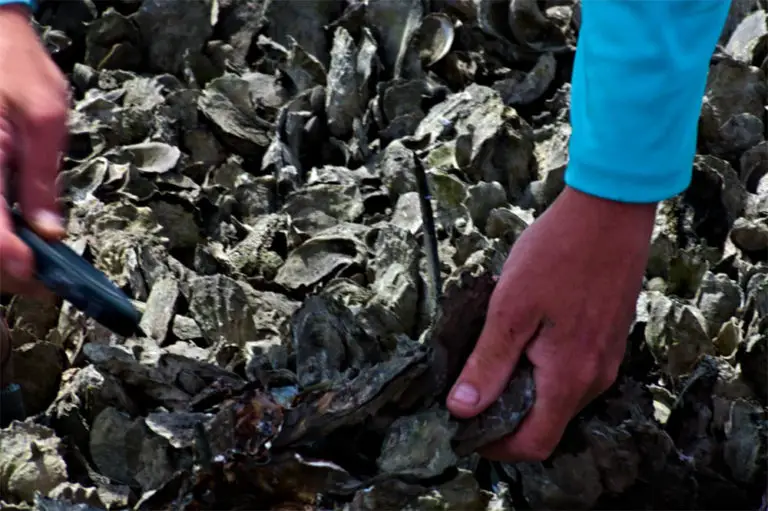 How Do Oysters Reproduce (Lifecycle) Boss Oyster