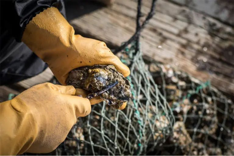 Why Do Oysters Make Pearls (And How) Boss Oyster