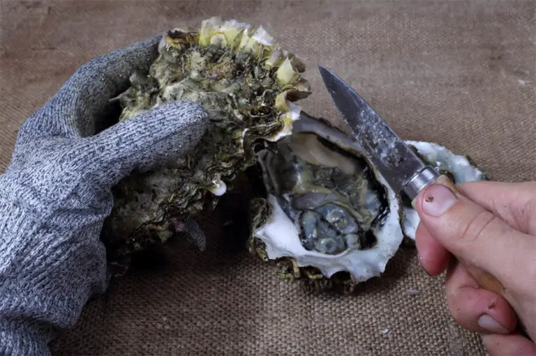 How To Prepare Oysters Boss Oyster