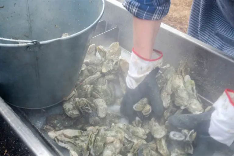 How To Steam Oysters - Boss Oyster