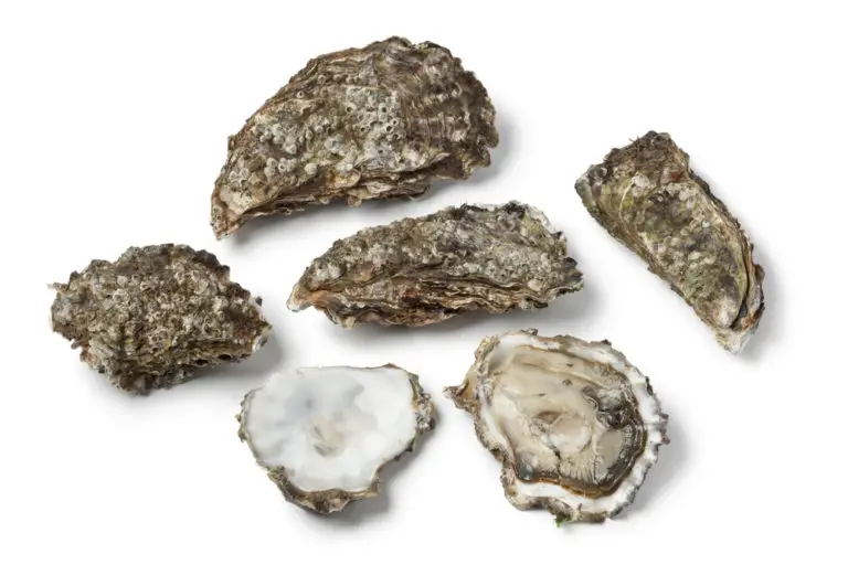 Types of Oyster - Boss Oyster