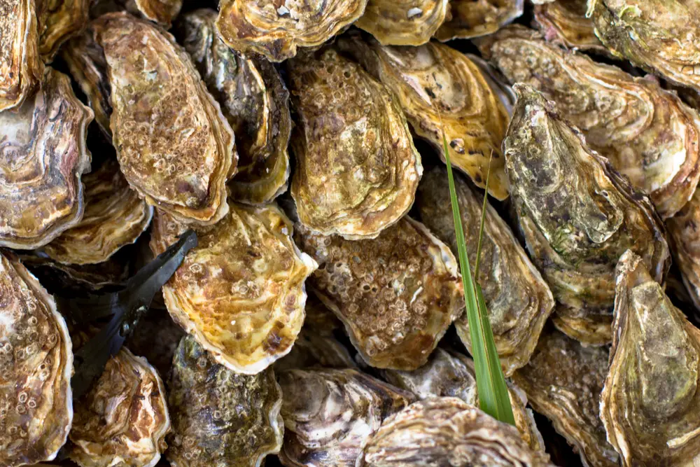 Where to buy Oysters