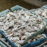 Best Oyster Farms In Maine