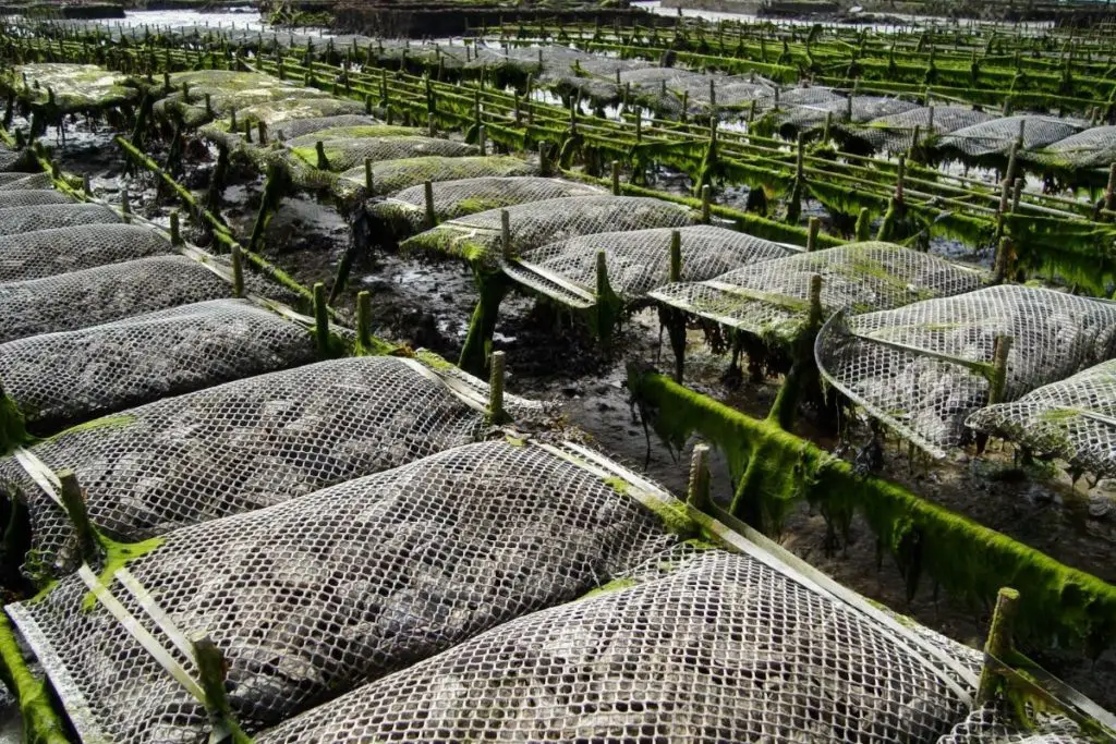 Best Oyster Farms In Seattle 