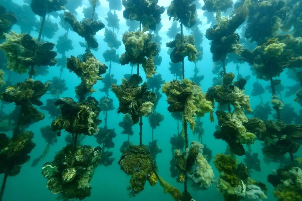 Best Oyster Farms In Seattle 