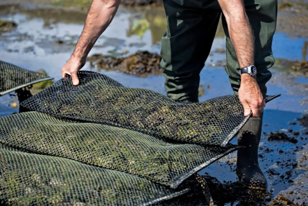 Best Oyster Farms In Seattle 