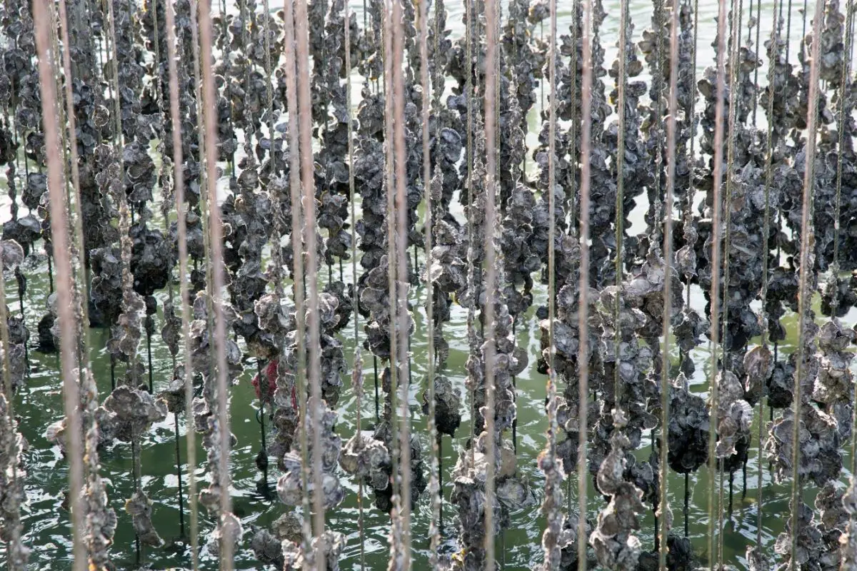 Best Oyster Farms In Virginia Boss Oyster