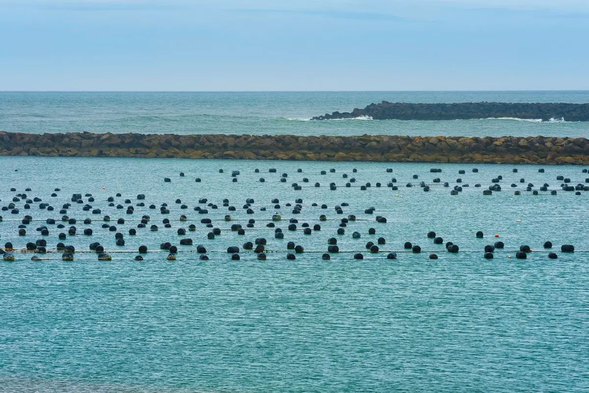 Best Oyster Farms in Oregon