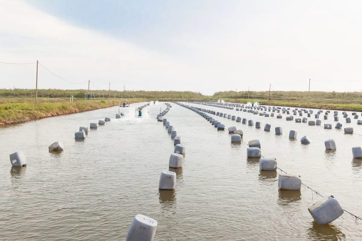 Best Oyster Farms in Oregon