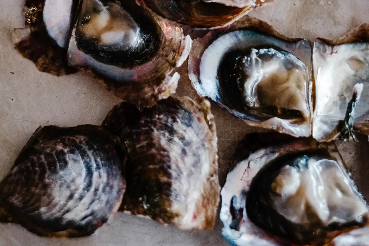 Best Oyster Farms in Rhode Island Boss Oyster