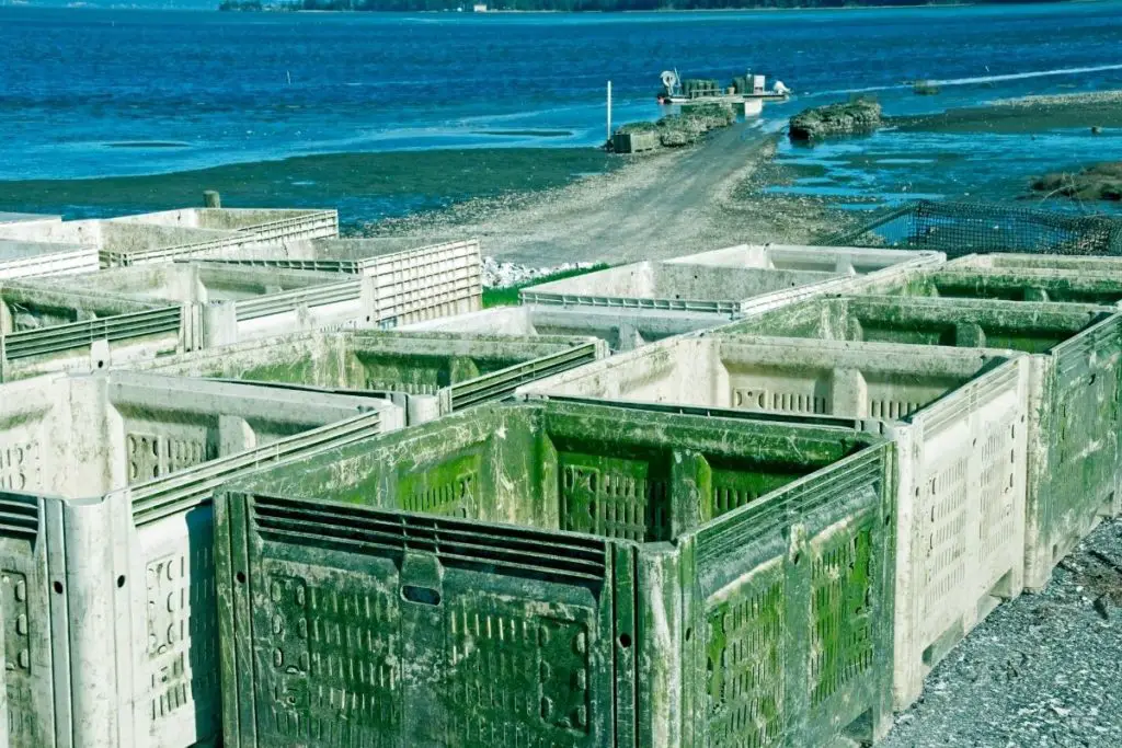 Best Oyster Farms in Washington