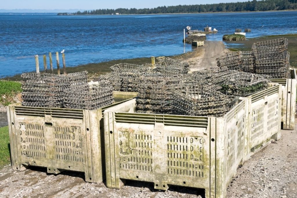 Best Oyster Farms in Washington