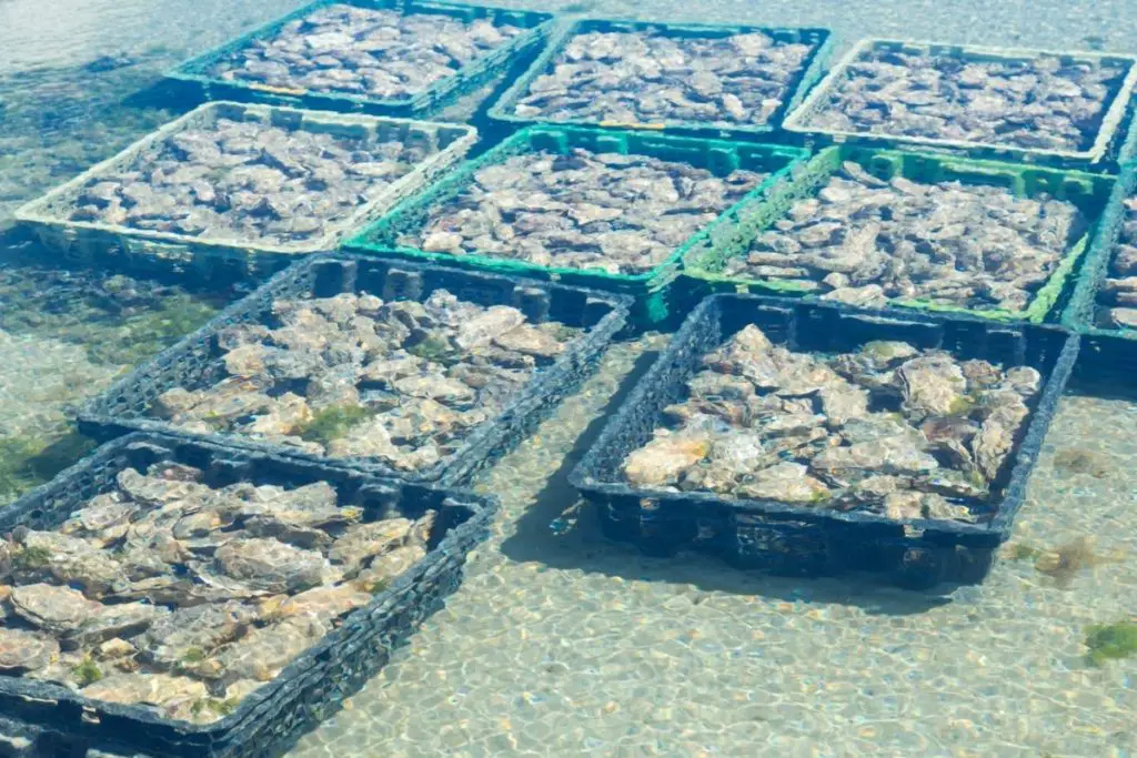 Best Oyster Farms in Washington