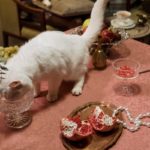 Can Cats Eat Oysters (Is It Safe)