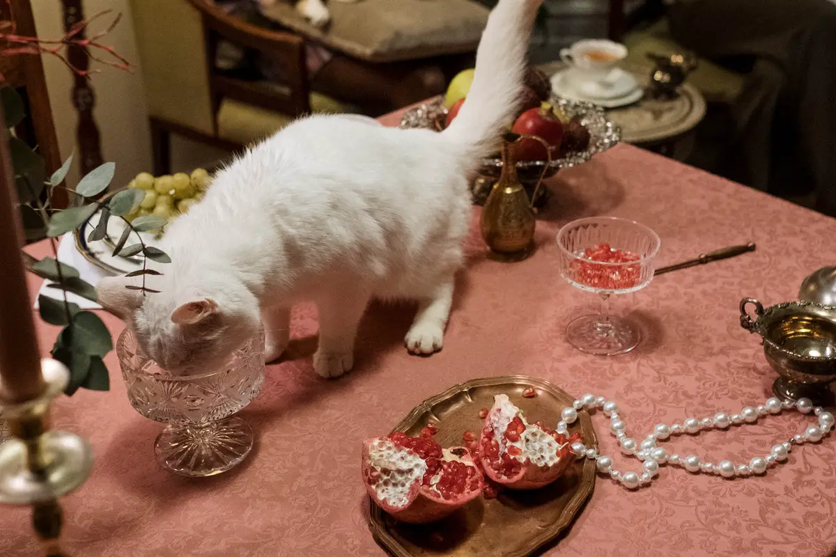 can dogs and cats eat oysters