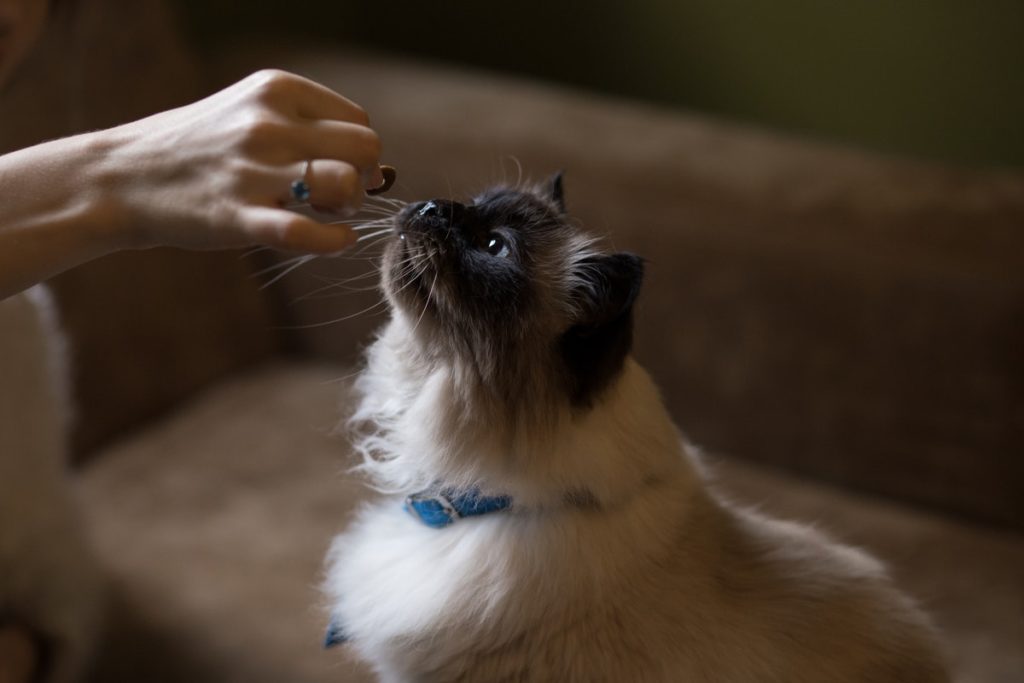 Can Cats Safely Eat Oysters