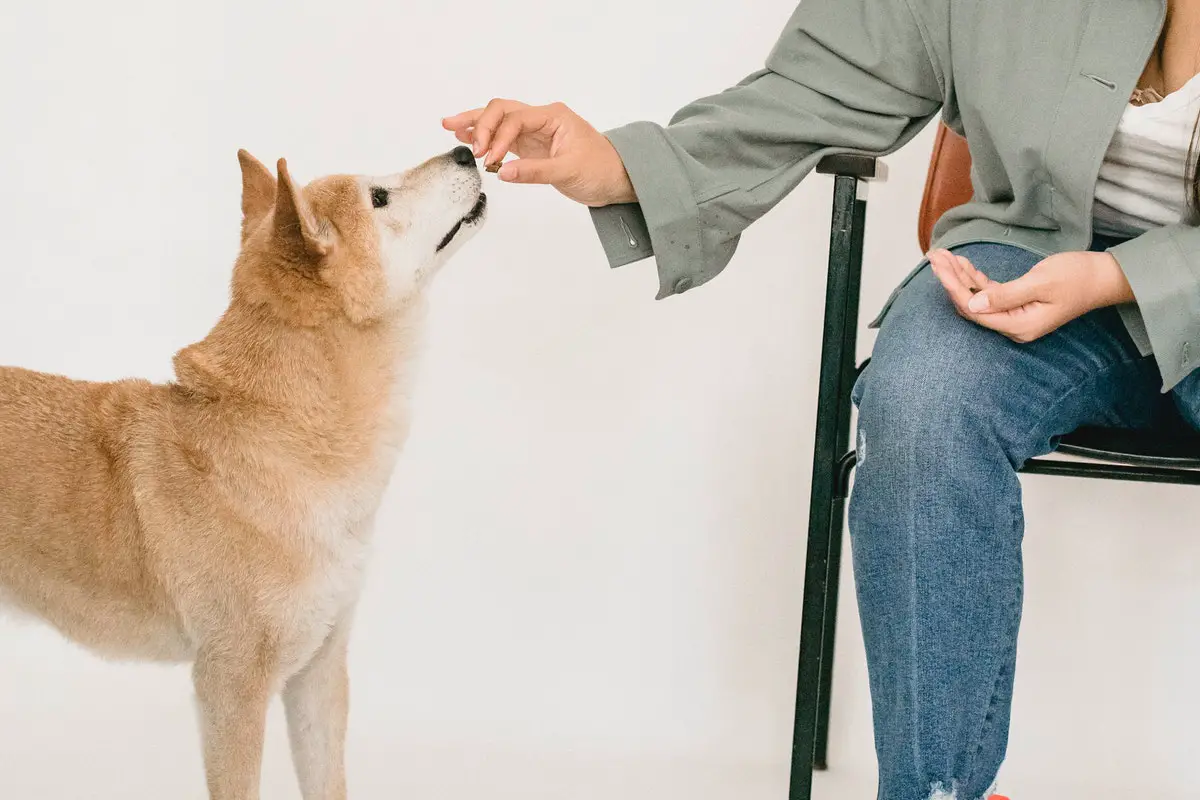 are oysters toxic to dogs