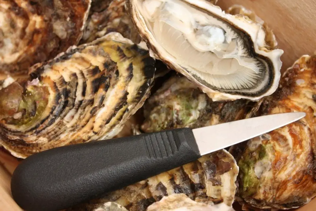 Clam Knife vs Oyster Knife - What’s The Difference?