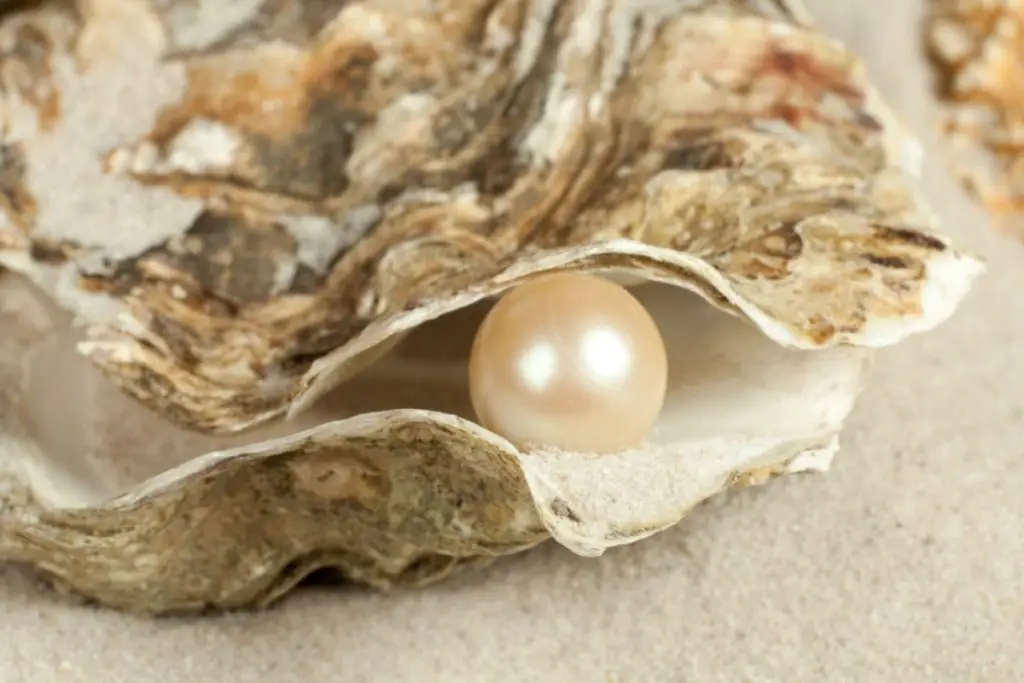 Do All Oysters Have Pearls? Boss Oyster