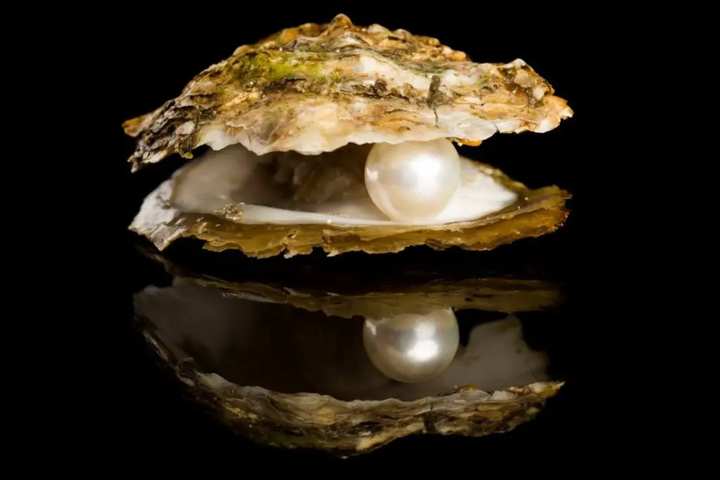 Do All Oysters Have Pearls