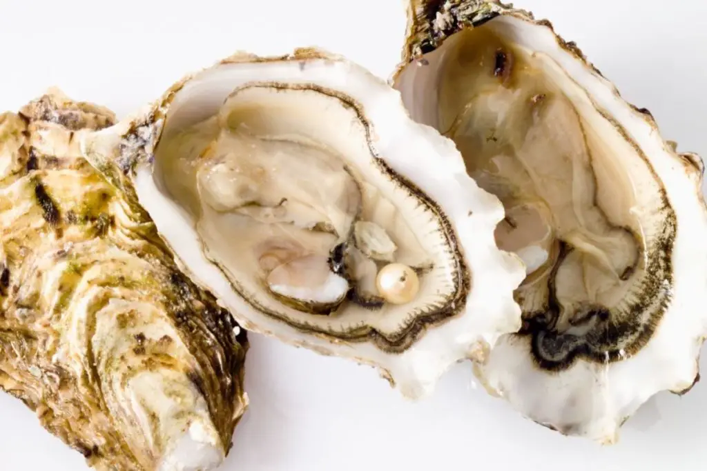 Do All Oysters Have Pearls