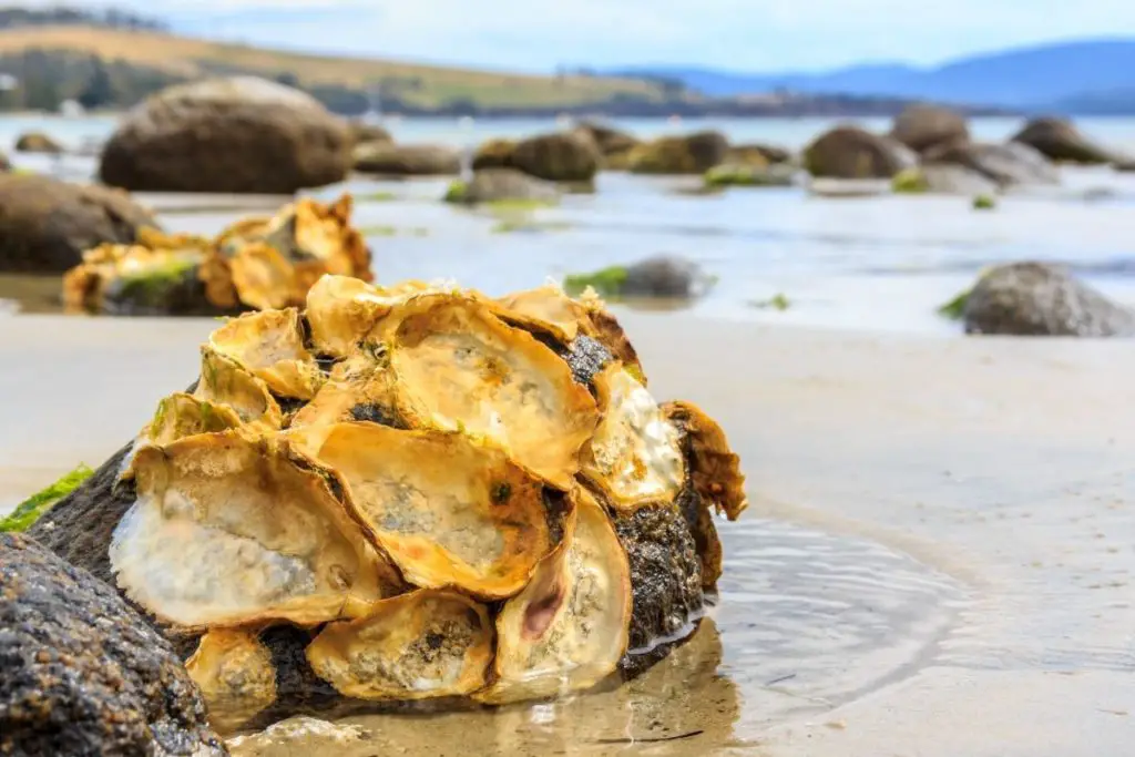 Farmed Vs Wild Oysters: What’s The Difference?