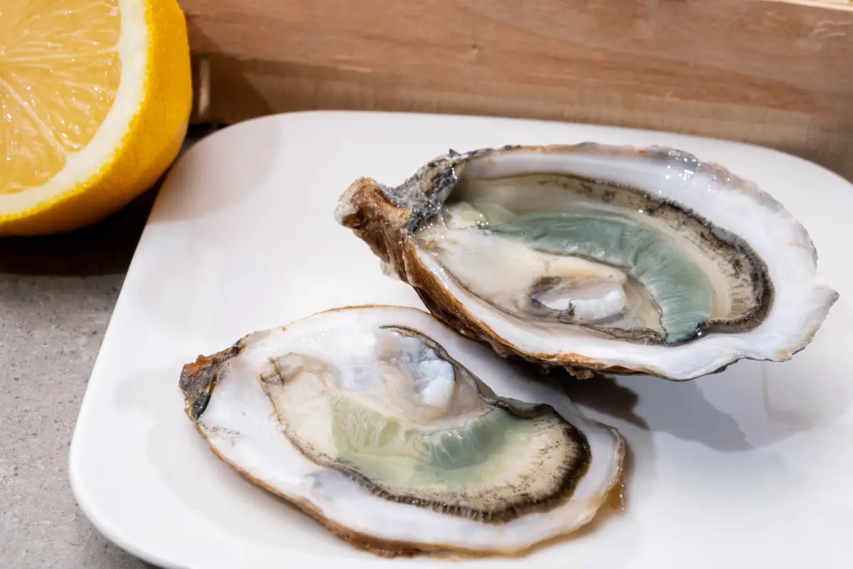 How Do Oysters Reproduce (Lifecycle) Boss Oyster