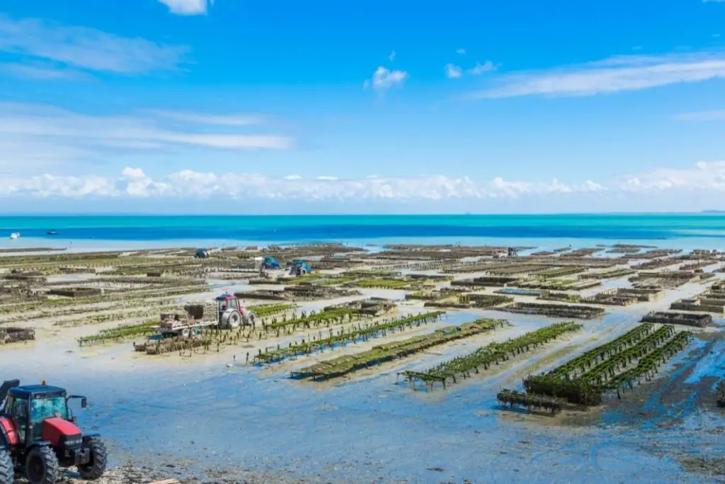 Oyster Farm Travel: Everything you need to know 