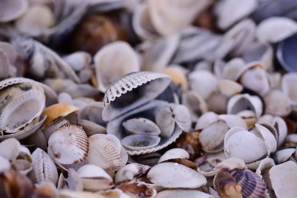 Oysters Vs. Clams What's The Difference