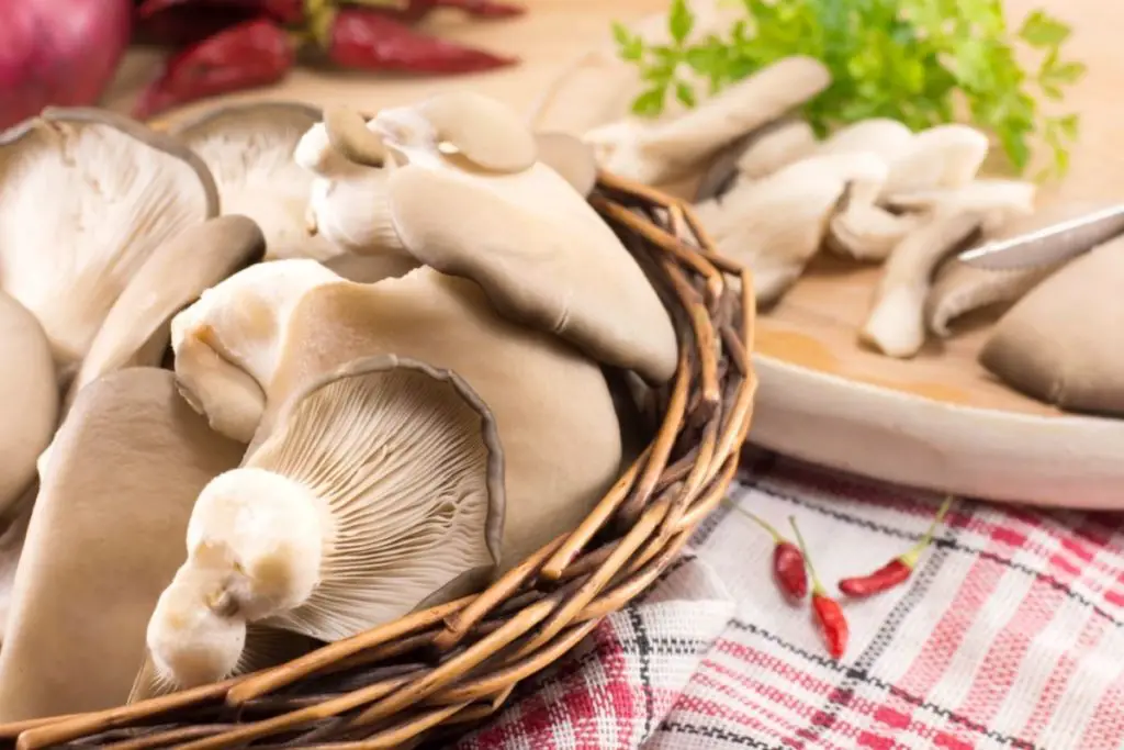 The 10 Best Oyster Mushroom Recipes